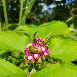 Charco La Confesora - Adjuntas