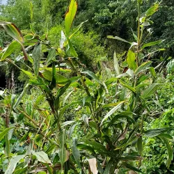 Charco La Confesora - Adjuntas