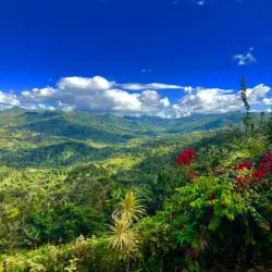 Coffee Plantations of Adjuntas - Adjuntas