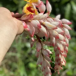 Coffee Plantations of Adjuntas - Adjuntas