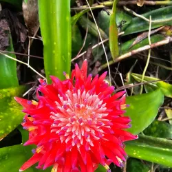 Coffee Plantations of Adjuntas - Adjuntas