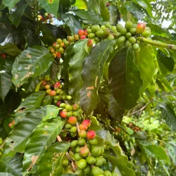 Coffee Plantations of Adjuntas - Adjuntas