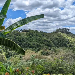 Coffee Plantations of Adjuntas - Adjuntas