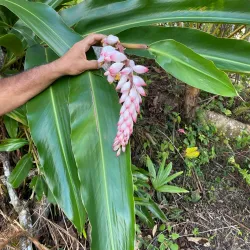 Coffee Plantations of Adjuntas - Adjuntas