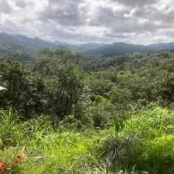 Coffee Plantations of Adjuntas - Adjuntas