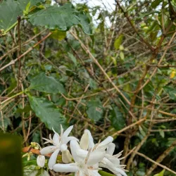 Coffee Plantations of Adjuntas - Adjuntas