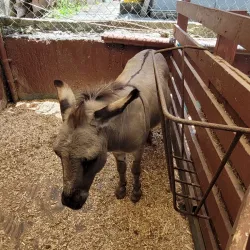 Museo del Café de Adjuntas - Adjuntas