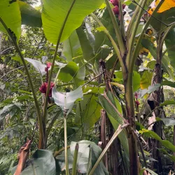 Toro Negro State Forest - Adjuntas
