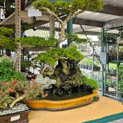 Festival de las Flores - Aguas Buenas