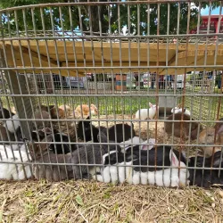 Festival de las Flores - Aguas Buenas