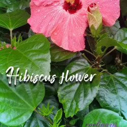 Festival de las Flores - Aguas Buenas