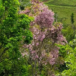 Reserva Natural La Robleda - Aguas Buenas