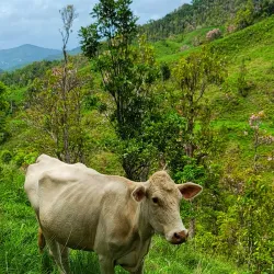 Reserva Natural La Robleda - Aguas Buenas