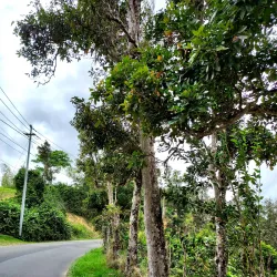 Reserva Natural La Robleda - Aguas Buenas