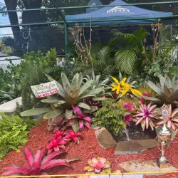 Festival de las Flores - Aibonito