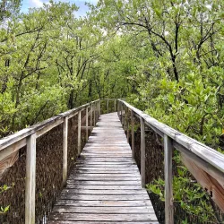 Cabo Rojo Mangrove Forests - Cabo Rojo