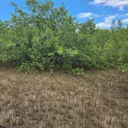 Cabo Rojo Mangrove Forests - Cabo Rojo