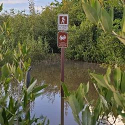 Cabo Rojo Mangrove Forests - Cabo Rojo