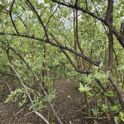 Cabo Rojo Mangrove Forests - Cabo Rojo