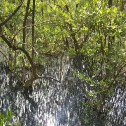 Cabo Rojo Mangrove Forests - Cabo Rojo