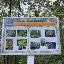 Cabo Rojo Mangrove Forests - Cabo Rojo