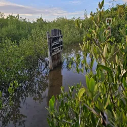 Cabo Rojo Mangrove Forests - Cabo Rojo