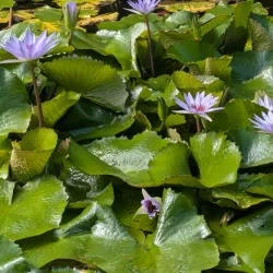 Caguas Botanical Garden (Jardín Botánico y Cultural de Caguas) - Caguas