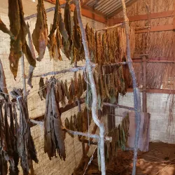 Caguas Tobacco Cigar Factory (Fábrica de Tabaco) - Caguas