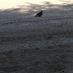 Carolina Beach - Carolina