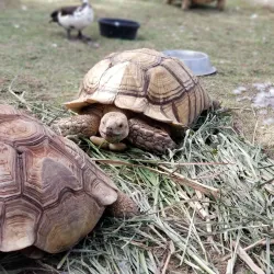 Carolina Historical Museum - Carolina