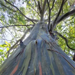Paseo Lineal de Carolina - Carolina