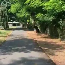 Paseo Lineal de Carolina - Carolina