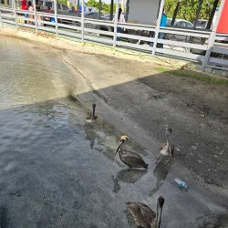 Paseo Tablado La Guancha - Carolina