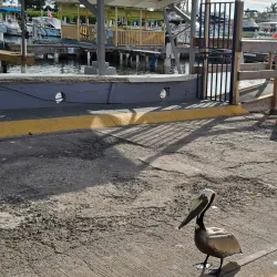 Paseo Tablado La Guancha - Carolina