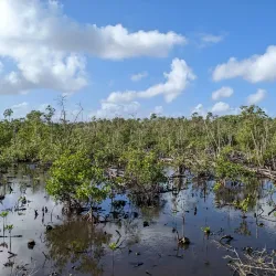 Piñones State Forest - Catano