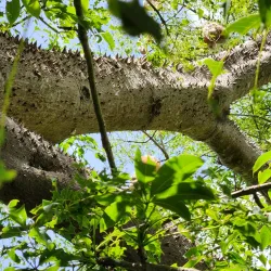 Ceiba Waterfront Park (Parque de la Marina) - Ceiba