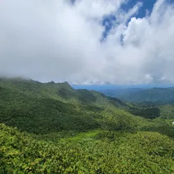 El Yunque National Forest (nearby) - Ceiba