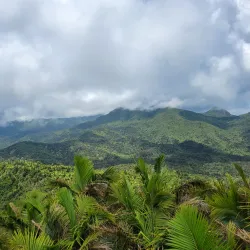 El Yunque National Forest (nearby) - Ceiba
