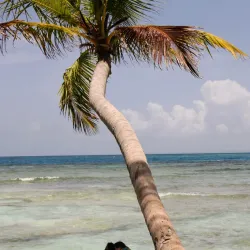 Palomino Island - Ceiba