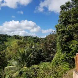 Cidra Agricultural Market - Cidra