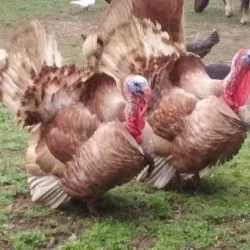 Cidra Agricultural Market - Cidra