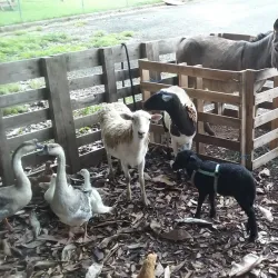 Cidra Agricultural Market - Cidra