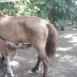 Cidra Agricultural Market - Cidra