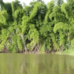 Mirador de Cidra - Cidra