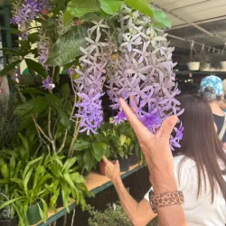 Festival de las Flores - Coamo