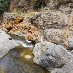 Charco de Oro - Dorado