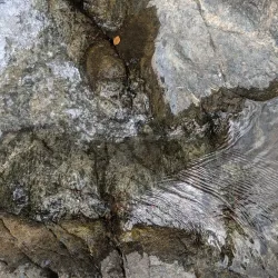 Charco de Oro - Dorado