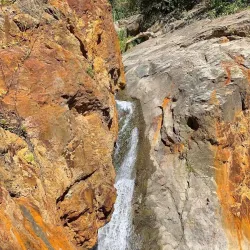 Charco de Oro - Dorado