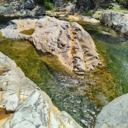 Charco de Oro - Dorado