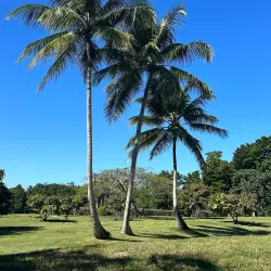 Dorado Golf Club - Dorado